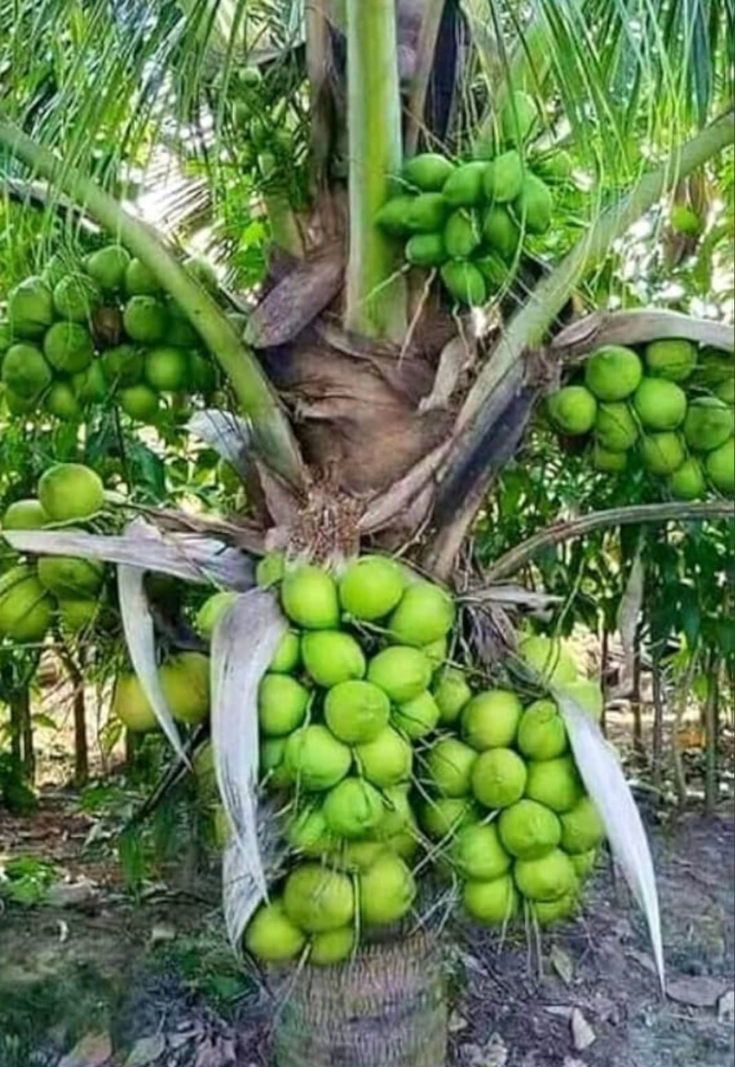 RAMGANGA COCONUT TREE