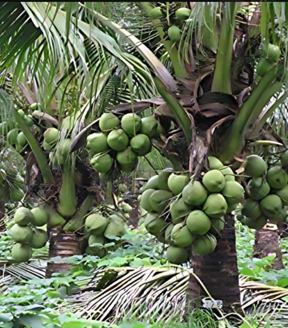 SANNANGI COCONUT TREE