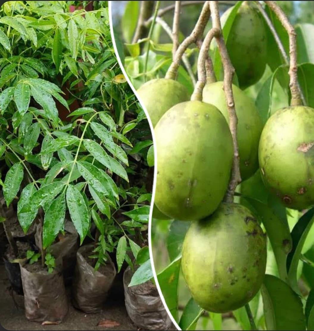 SWEET AMBAYANGA