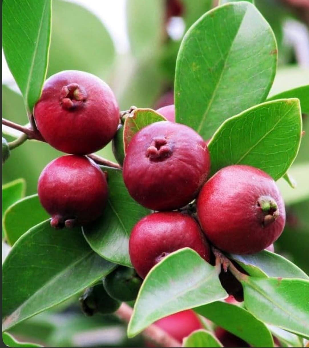 RED STRAWBERRY GUAVA