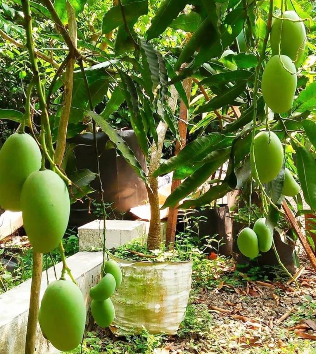 COLUMB MANGO