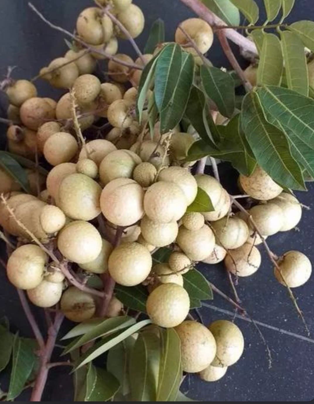WHITE LONGAN