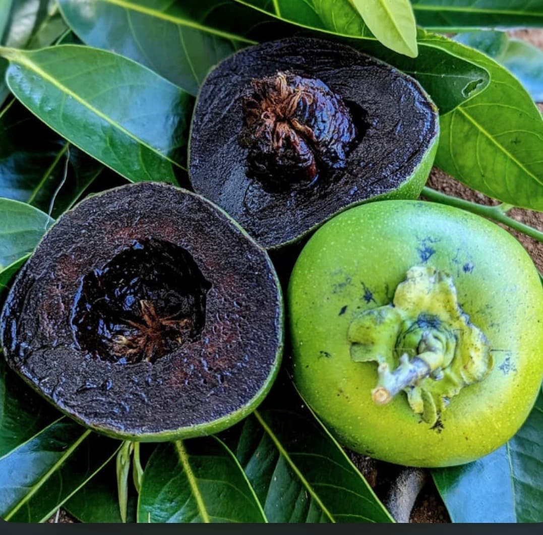 BLACK SAPOTA