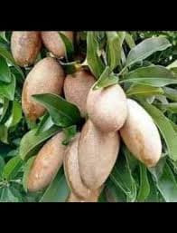 BANANA SAPOTA