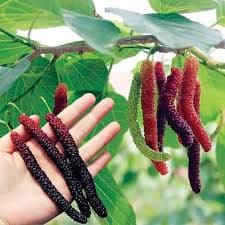 BRAZILIAN MULBERRY