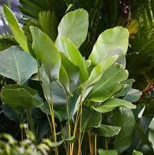 CALATHEA