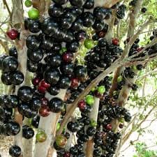 JABOTICABA