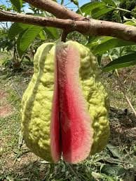 JARVI RED GUAVA
