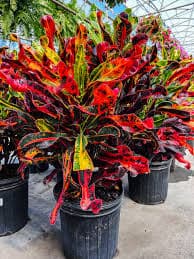 CROTTON IMPORTED PLANT