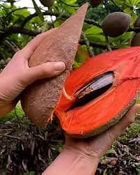 MAMEY SAPOTA