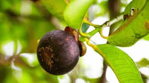 MANGOSTEEN BUD PLANT