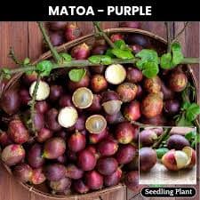 MATTOVA