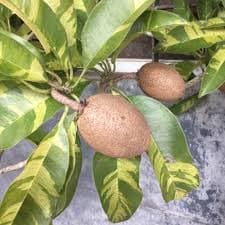 MILTRY SAPOTA