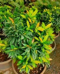 MINIATURE EUGENIA