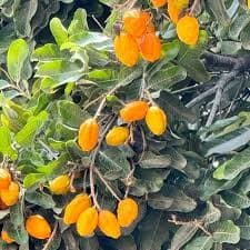 OLOSOPHA FRUIT