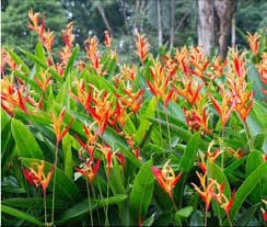 Heliconia