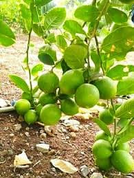 SEEDLESS LEMON