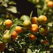 SWEET BUSH ORANGE
