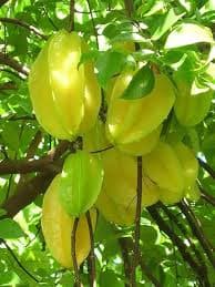 SWEET STAR FRUIT