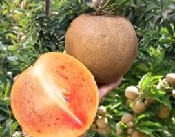 THAI JUMBO SAPOTA