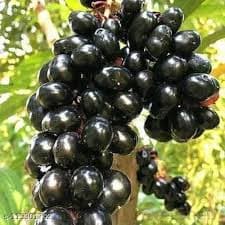 THAI KING JAMUN