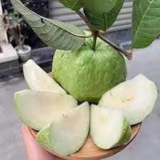 WHITE DIAMOND GUAVA