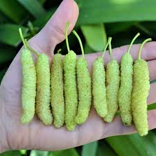 WHITE MULBERRY
