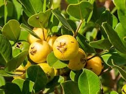 YELLOW STRAWBERRY GUAVA