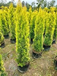 GOLDEN CYPRESS