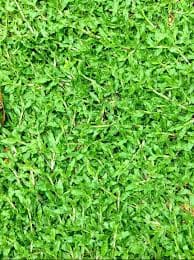 PEARL GRASS