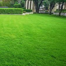 MEXICAN GRASS