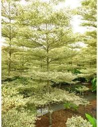 TERMINALIA