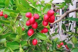 MIRACLE FRUIT