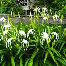 SPIDER LILLY