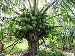 SREELANKLAN HYBRID COCONUT TREE