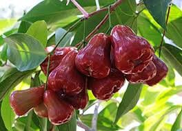 UMMER WATER APPLE
