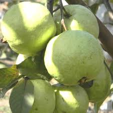 VNR GUAVA