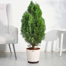 THUJA