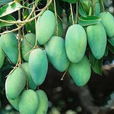 THAILAND ALL SEASON MANGO