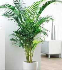 AREEKAL PALM