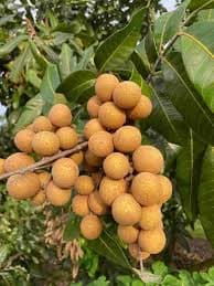4 SEASON LONGAN