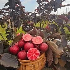 BLACK DIAMOND GUAVA