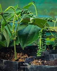 BUSH PEPPER