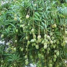 CHANDRAKARAN MANGO