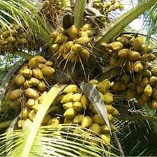 D X T COCONUT TREE