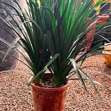 DRACO PLANT