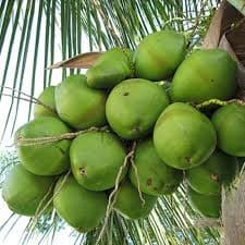 GANGA BOND COCONUT TREE
