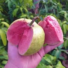 JAPAN GUAVA