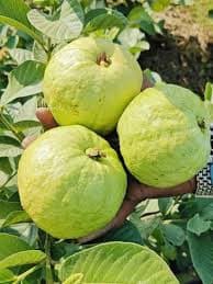 GOLDEN 8 GUAVA