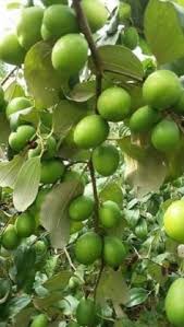 KG BER APPLE
